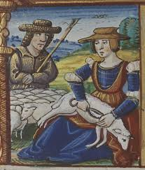 Sheep-Shearing-3