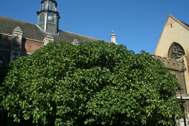 Descendant-of-Cardinal-Poles-fig-640x427
